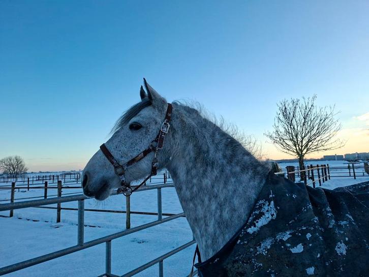 Gezocht bijrijdster voor lieve merrie, Dieren en Toebehoren, Paarden en Pony's | Overige Paardenspullen, Nieuw, Dressuur, Ophalen of Verzenden