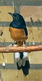 Schamalijsters, Meerdere dieren