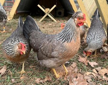 Creamlegbar kuikens beschikbaar op aanvraag.  beschikbaar voor biedingen
