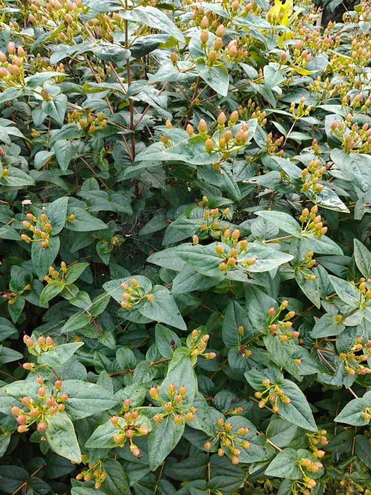Gratis - 5 mooie sterke borderplanten, Tuin en Terras, Planten | Struiken en Hagen, Hortensia, Minder dan 100 cm, Ophalen
