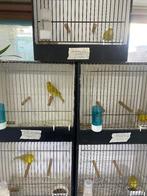 Geel isabel kanaries mannen, Mannelijk, Kleurkanarie