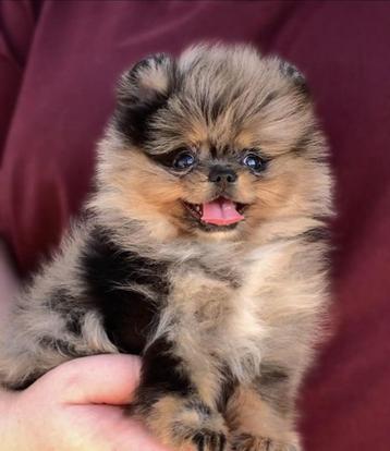 Pomeriaan | Pomeranian | Puppy | Teefje | Stamboom | Beertje beschikbaar voor biedingen