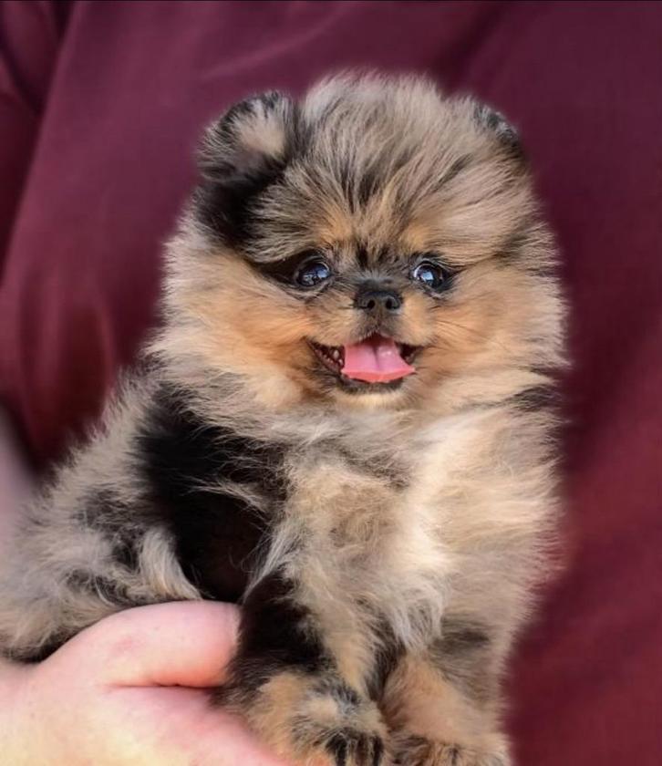 Pomeriaan | Pomeranian | Puppy | Teefje | Stamboom | Beertje, Dieren en Toebehoren, Honden | Poolhonden, Keeshonden en Oertypen