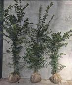 Haagbeuk carpinus betulus, Tuin en Terras, Planten | Struiken en Hagen, Ophalen of Verzenden, Beukenhaag, 100 tot 250 cm