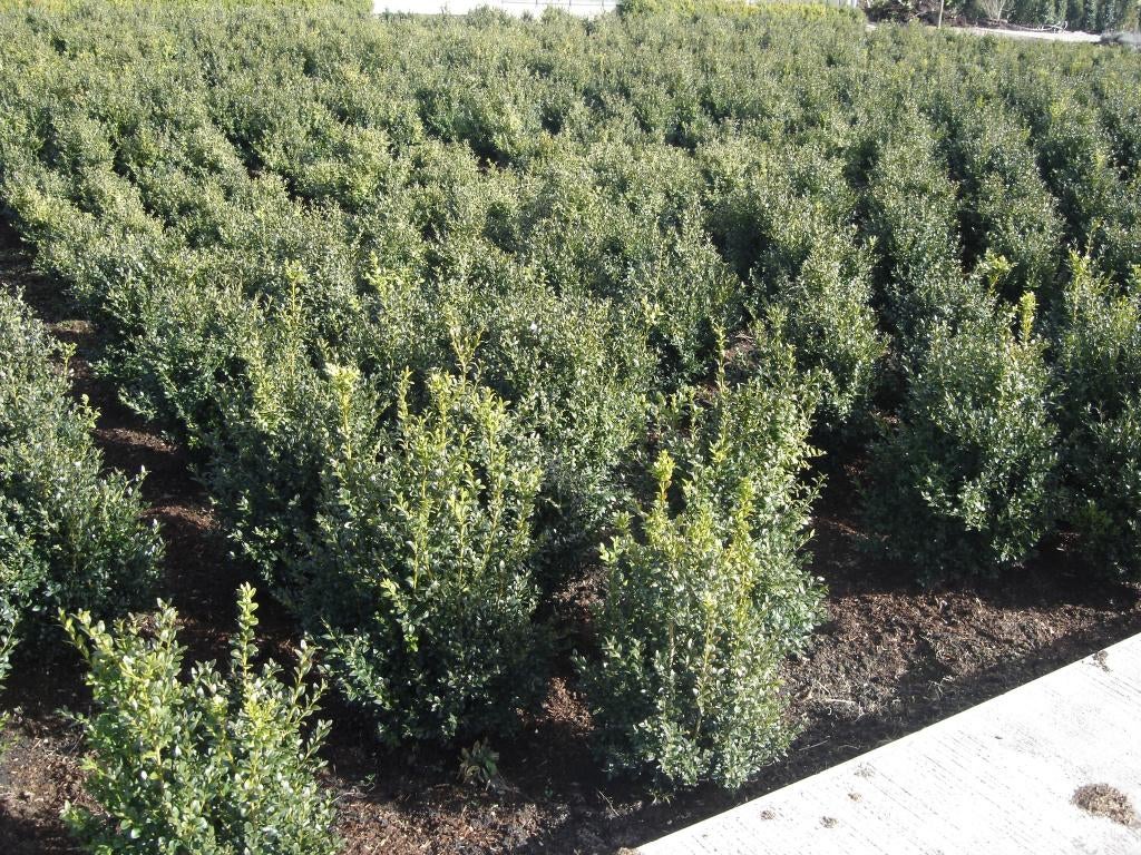 Buxus struiken voor een heg 40cm t/m 125cm, Tuin en Terras, Planten | Struiken en Hagen, Ophalen, Buxus, Struik, Minder dan 100 cm