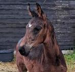 Hengstveulen KWPN, Dieren en Toebehoren, Dressuurpaard, 0 tot 2 jaar, Hengst, Onbeleerd