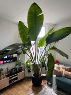 Strelitzia Nicolai, Ophalen, 200 cm of meer, Overige soorten, Halfschaduw