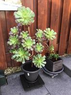 Plant, Ophalen, Overige soorten, Volle zon