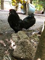 Watermaalsebaardkriel haan gezocht, Dieren en Toebehoren, Mannelijk, Kip