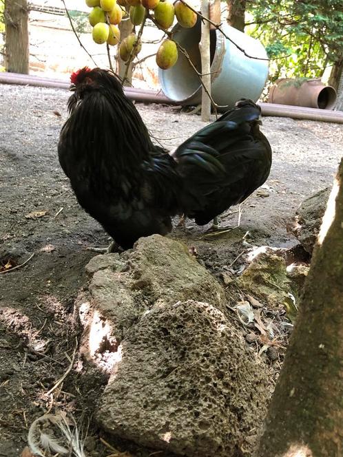 Watermaalsebaardkriel haan gezocht, Dieren en Toebehoren, Pluimvee, Kip, Mannelijk