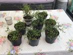 Kamerplanten, Ophalen, Vetplant, Halfschaduw, Minder dan 100 cm
