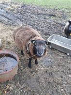 Wegens niet na komen ,Te koop blauwe texelaar ram, Dieren en Toebehoren, Mannelijk, Schaap, 0 tot 2 jaar