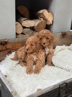 Labradoodle, Parvo, Nederland, Overige rassen, 8 tot 15 weken