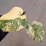 Monstera Thai Constellation, Ophalen of Verzenden, Halfschaduw, Minder dan 100 cm