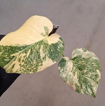 Monstera Thai Constellation  beschikbaar voor biedingen