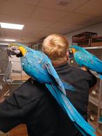 Tamme ara's koppel, Dieren en Toebehoren, Meerdere dieren, Papegaai