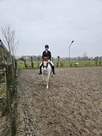 verzorgpony gezocht (fietsafstand) bergambacht, Ophalen of Verzenden
