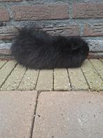 Ch teddy beer, Dieren en Toebehoren, Knaagdieren, Mannelijk, Tam, Maart, Cavia