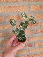 Kamerplanten opruiming, Ophalen of Verzenden, Volle zon, Minder dan 100 cm