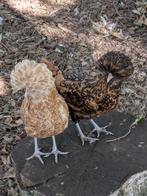 Padua, Dieren en Toebehoren, Pluimvee, Vrouwelijk, Kip