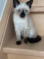 Maine coon x Siamees kittens, Poes, Ontwormd, 0 tot 2 jaar