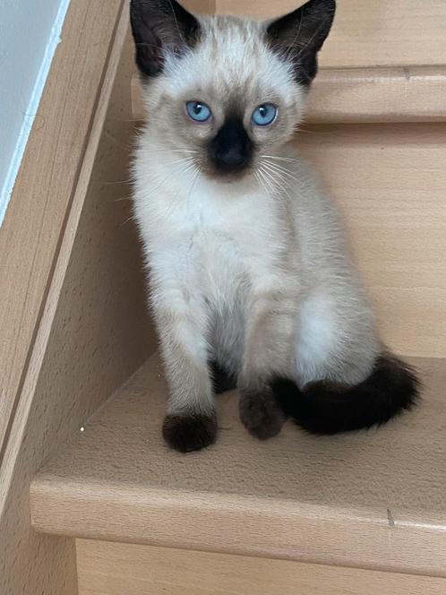 Maine coon x Siamees kittens, Dieren en Toebehoren, Katten en Kittens | Raskatten | Langhaar, Poes, 0 tot 2 jaar, Ontwormd