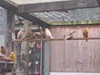 18 kanaries, Meerdere dieren, Kleurkanarie