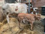 MRIJ koe met Limousin/Parthenaise stierkalf, Vrouwelijk, 0 tot 2 jaar