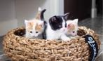 Gezocht Kitten (poes) Europese Korthaar, Dieren en Toebehoren
