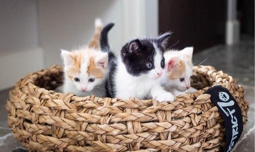 Gezocht Kitten (poes) Europese Korthaar, Dieren en Toebehoren, Katten en Kittens | Raskatten | Korthaar