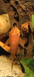 Ancistrus red, Dieren en Toebehoren, Vis