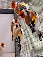 Grote XXL Major putters voor de fijnproevers / Adres op Urk, Dieren en Toebehoren, Meerdere dieren, Wildzangvogel