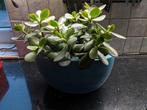 crassula ovata jade plant, Huis en Inrichting, Ophalen, Vetplant, In pot, Minder dan 100 cm