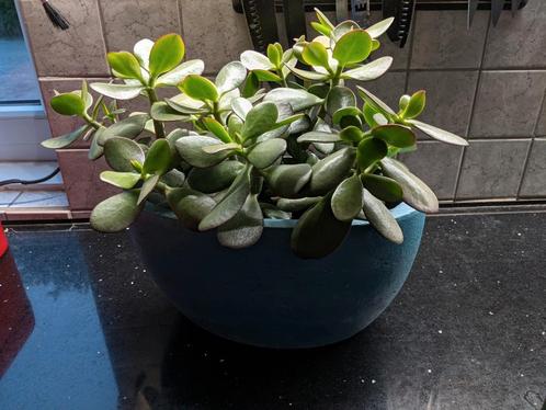 crassula ovata jade plant, Huis en Inrichting, Kamerplanten, Vetplant, Minder dan 100 cm, Groene kamerplant, In pot, Ophalen
