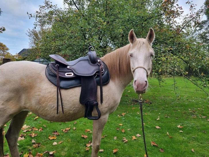 Stamboekmerrie Lusitano 7jr e-pony en d pony, Dieren en Toebehoren, Pony's, Merrie, E pony (1.48m - 1.57m), Westernpony, 7 tot 10 jaar
