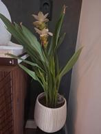 Curcuma alismatifolia, Siamese tulp of zomertulp in ecru pot, Ophalen, Overige soorten, Halfschaduw, In pot