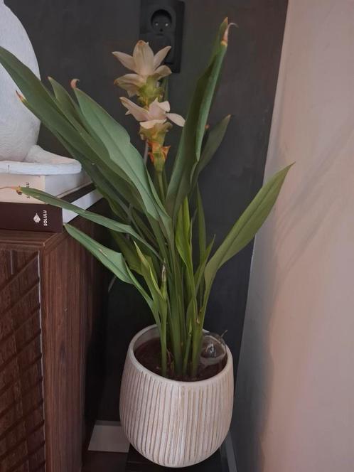 Curcuma alismatifolia, Siamese tulp of zomertulp in ecru pot, Huis en Inrichting, Kamerplanten, Overige soorten, Minder dan 100 cm