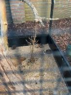 Kwartels, Meerdere dieren