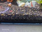 Cherry Garnalen - Low Grade, Kreeft, Krab of Garnaal, Zoetwatervis, Schoolvis