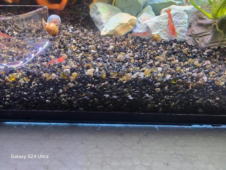 Cherry Garnalen - Low Grade, Dieren en Toebehoren, Vissen | Aquariumvissen, Zoetwatervis, Kreeft, Krab of Garnaal, Schoolvis