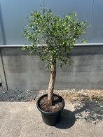 Olijfboom 140cm, 100 tot 250 cm, Olijfboom, Ophalen, Volle zon