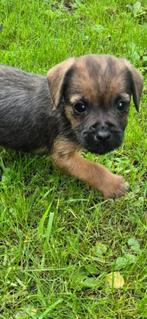 Border terrier, Dieren en Toebehoren, Rabiës (hondsdolheid), Overige rassen, 8 tot 15 weken, Meerdere