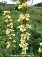 Zaden sisyrinchium striatum, Verzenden, Voorjaar, Volle zon, Zaad
