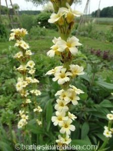 Zaden sisyrinchium striatum beschikbaar voor biedingen