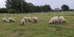 Walliser Schwarznase rammen stamboek, Dieren en Toebehoren, Mannelijk, Schaap, 0 tot 2 jaar