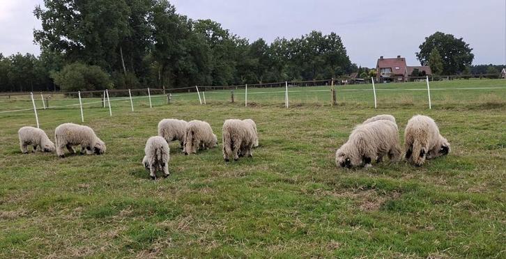 Walliser Schwarznase rammen stamboek, Dieren en Toebehoren, Schapen, Geiten en Varkens, Schaap, Mannelijk, 0 tot 2 jaar