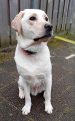 Dekreu Labrador, Dieren en Toebehoren, Honden | Dekreuen, Reu, Rabiës (hondsdolheid), 1 tot 2 jaar, Eén hond