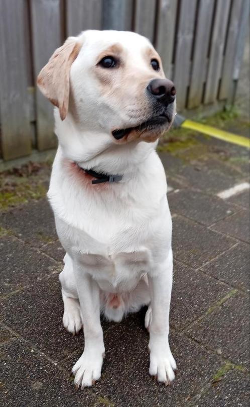 Dekreu Labrador, Dieren en Toebehoren, Honden | Dekreuen, Reu, Particulier, Eén hond, Nederland, 1 tot 2 jaar, CDV (hondenziekte)