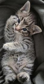 Laatste Bengaalse Kitten, Dieren en Toebehoren, Katten en Kittens | Raskatten | Korthaar, Poes, Ontwormd, 0 tot 2 jaar