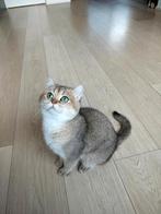 britse korthaar Black golden shaded, Poes, Ontwormd, 0 tot 2 jaar